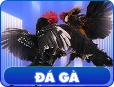 đá gà