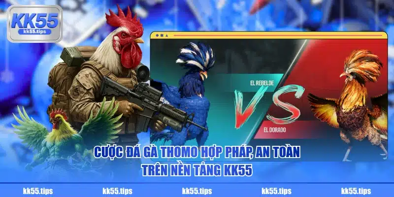 Cược đá gà Thomo hợp pháp, an toàn trên nền tảng KK55