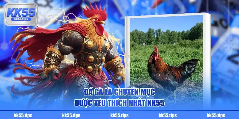 Đá gà là chuyên mục được yêu thích nhất KK55